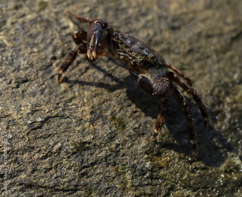 Pachygrapsus marmoratus is a species crab, sometimes called the marbled rock crab or marbled crab. Black Sea. Crab in the stones. The mating behavior of the animal, the release of foam.