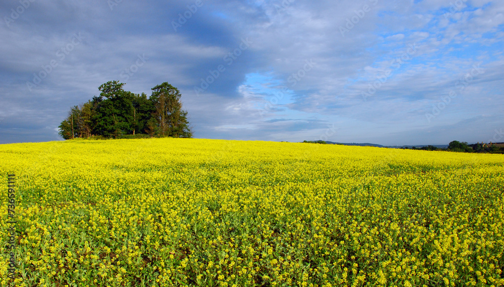 Rapeseed field in the British countryside