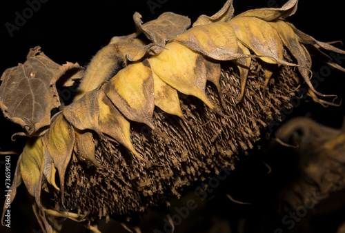 Fotografie Helianthus, sunflower close-up