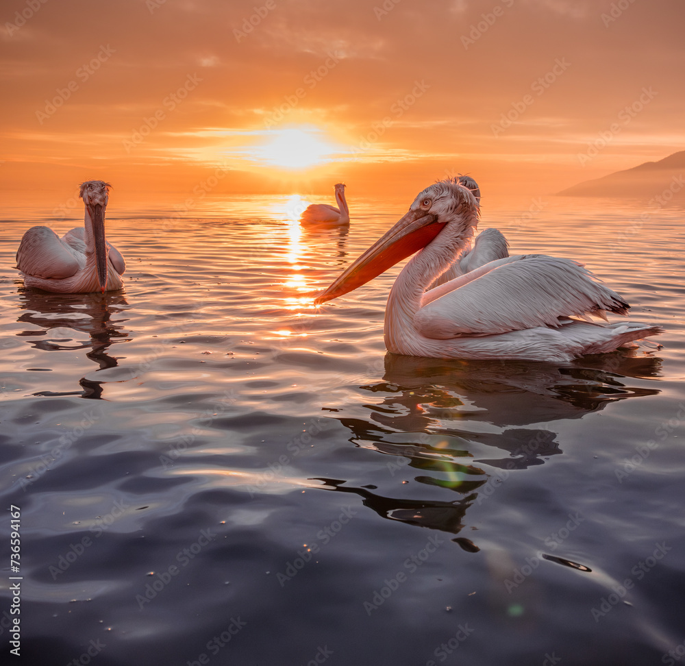 Fototapeta premium pelicans on the lake at sunset