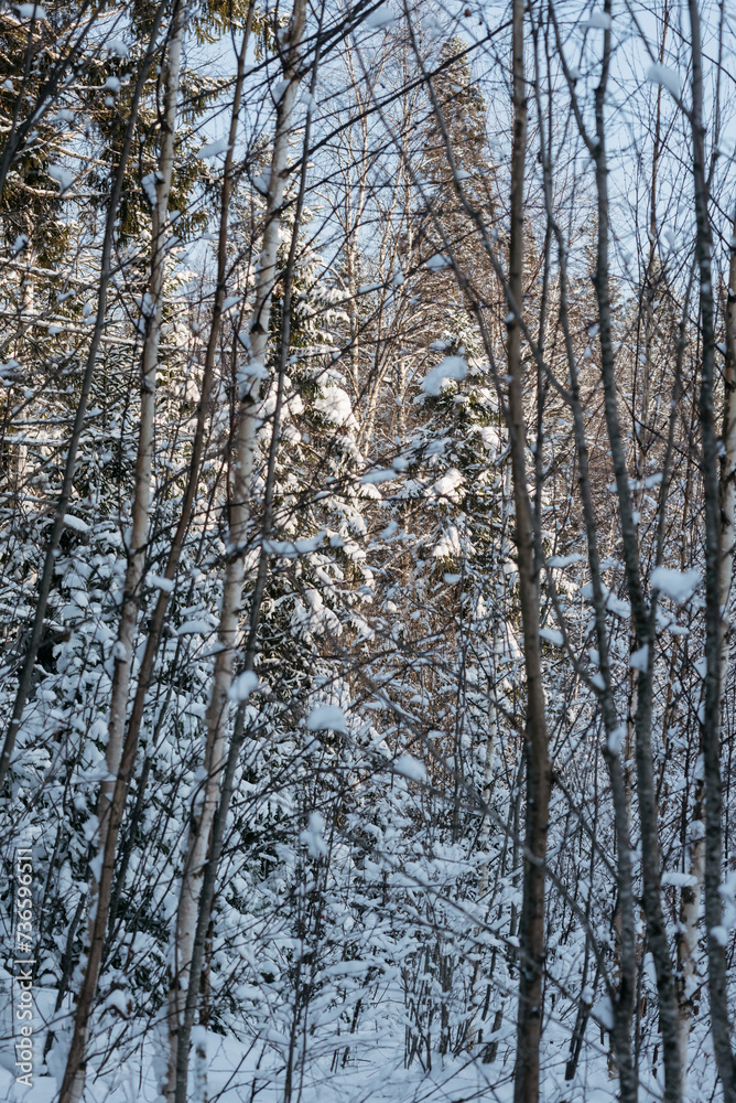 Winter forest on a frosty sunny day. Winter forest on a frosty sunny day.