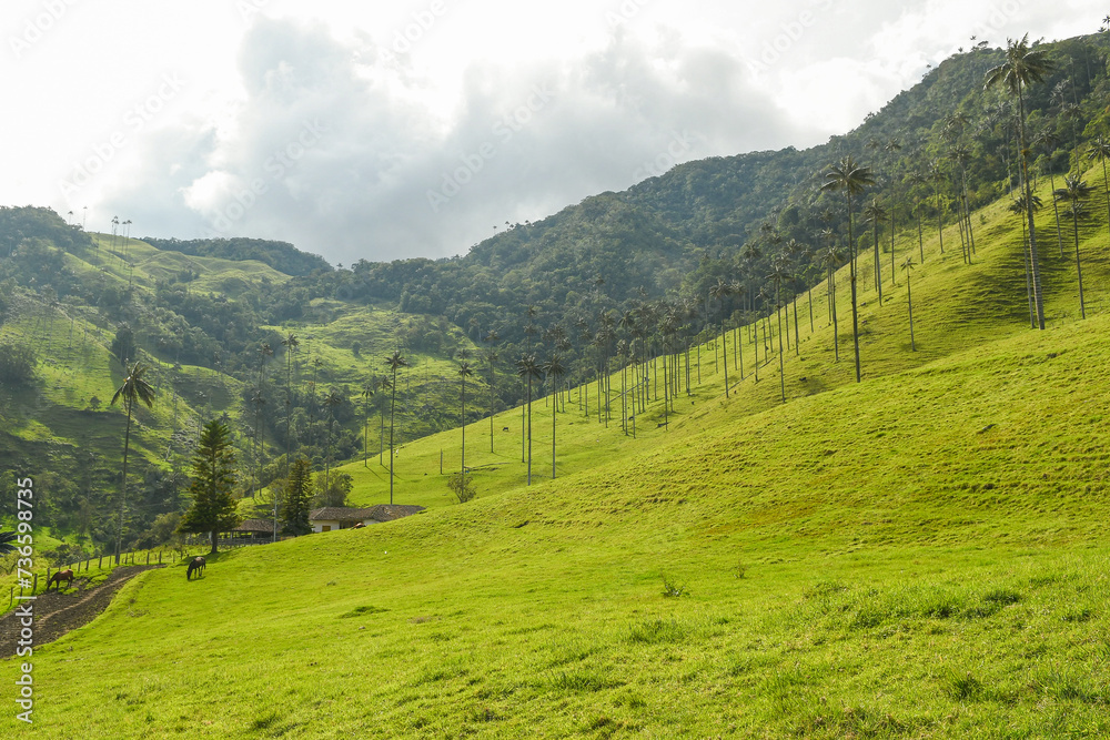 La vallée de Cocora à Salento Quindio en Colombie