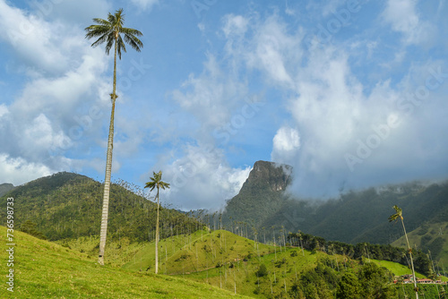 La vallée de Cocora à Salento Quindio en Colombie