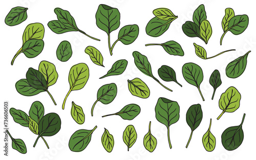 Whimsical Hand-Drawn Baby Spinach Leaves Vector Set