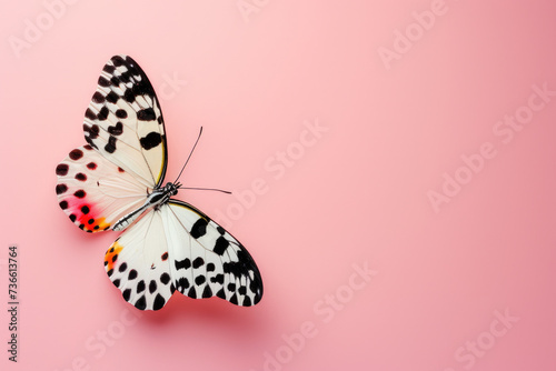Wallpaper Mural A black and white butterfly is pictured on a pink background. This versatile image can be used for various design projects Torontodigital.ca