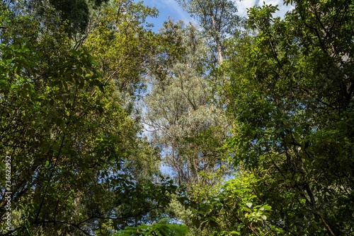 tourist hiking in a national park  taking a photo and looking at the forest in tasmania australia in summer