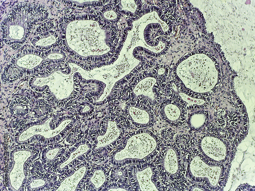 photo of animal tissue under the microscope 