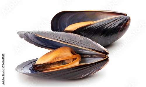 two mussels isolated on white, cooked seafood isolated.
