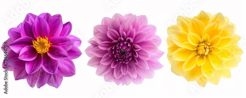 Three colorful fresh spring flowers isolated on white background in a row, bright color of pink, purple, yellow.