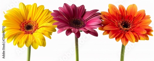 Three colorful fresh spring flowers isolated on white background in a row  bright color of pink  purple  yellow.