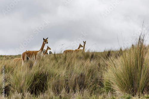 Vicuñas salvajes - Ocros, Ayacucho, Perú photo