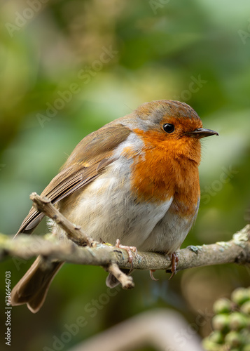 Robin Red Breast (Erithacus Rubecula): A Feathery Friend at Dublin's Botanic Gem