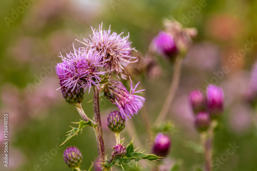 Almost Spent Thistle Flowers and Seeds with Bokeh Background