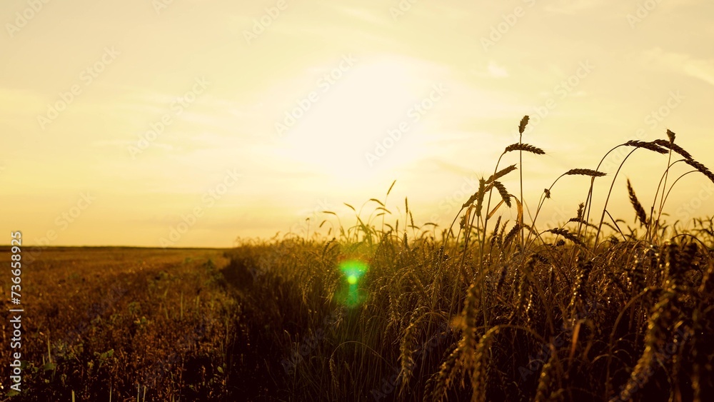 Yellow wheat field, ears of wheat swaying in wind. Golden ears of grain slowly sway in wind closeup. Ripening wheat field on summer evening. Agricultural industry. Ripe wheat harvest. Growing grain