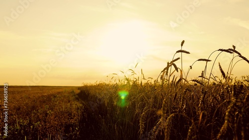 Yellow wheat field  ears of wheat swaying in wind. Golden ears of grain slowly sway in wind closeup. Ripening wheat field on summer evening. Agricultural industry. Ripe wheat harvest. Growing grain