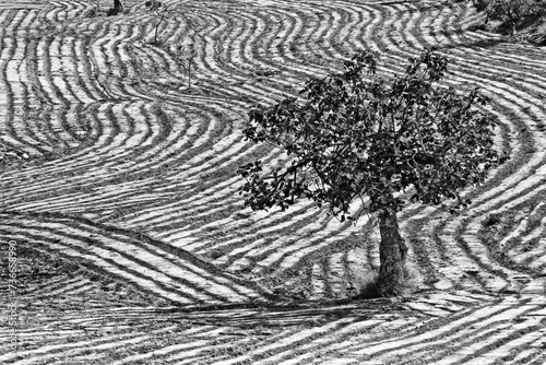 Ploughed field with fig tree, pattern in soil from ploughing, agriculture, ploughed field, solitary fig tree, Andalucia, Spain, Europe photo