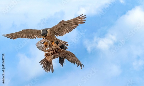 Hawk in flight with fish in its claws, Two hawks fighting for food in the air, hunting birds fighting photo