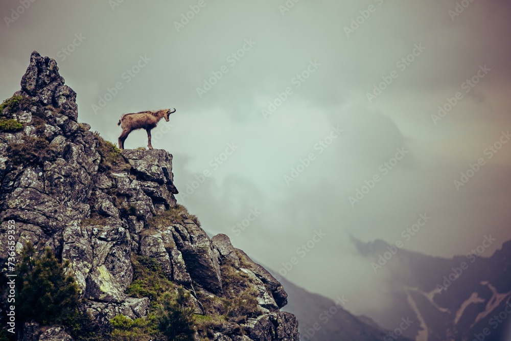 Chamois (Rupicapra rupicapra), stands on a rock, Tatra mountains, Poland, Europe Chamois (Rupicapra rupicapra), stands on a rock, Tatra mountains, Poland, Europe