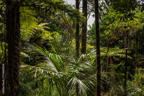 Understory In a Coastal Kauri and Broadleaf Forest Near Auckland New Zealand
