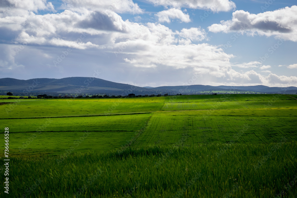 green field and blue sky in Alentejo