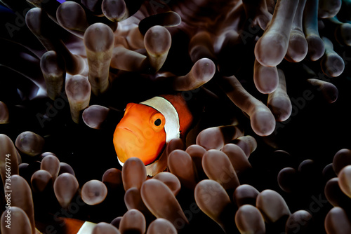 Clown Fish and anemome with dark background and high contrast