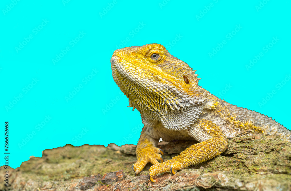 Fototapeta premium portrait lizard bearded dragon agama