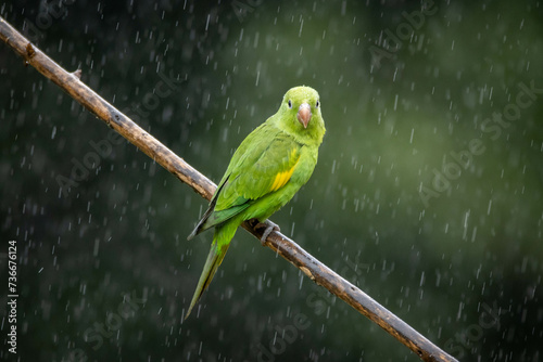 A Plain Parakeet also know as Periquito perched on branch under rain. Species Brotogeris chiriri. Birdwatching. Birding. Parrot. photo