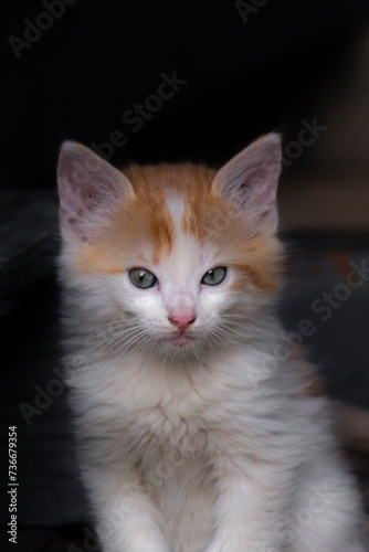 ginger kitten with white spots on a black background close-up