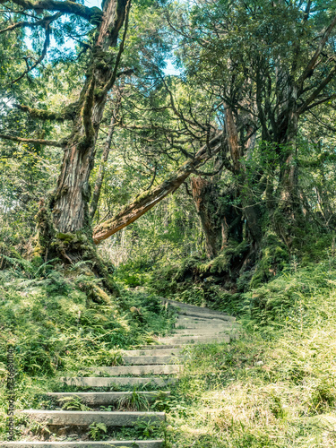 The walkway into the rich natural resouce area of Taiwanese jungle. photo