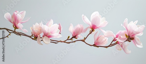 a branch of a magnolia tree with pink flowers on a gray background . High quality photo