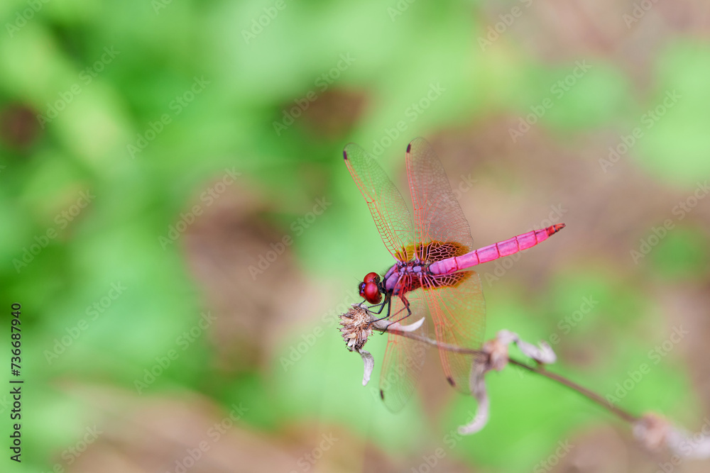 Close-up view of pink dragonfly perching on grass
Close-up view of pink dragonfly perching on grass