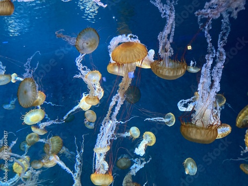 Ethereal Drifters: The Ballet of Jellyfish photo