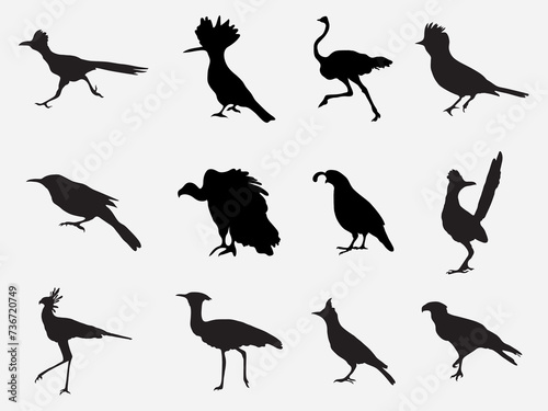 set of desert bird silhouette from accros the planet.wild desert birds illustration