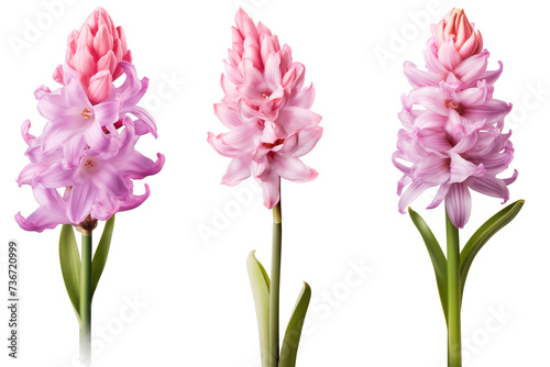 Set of Hyacinth flowers  isolated on transparent background