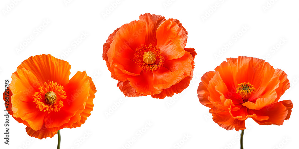 Obraz premium Set of Orange Poppy flowers, isolated on transparent background