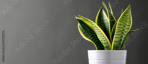 A snake plant displayed in a white flowerpot against a gray background, adding a touch of nature to the rooms decor photo