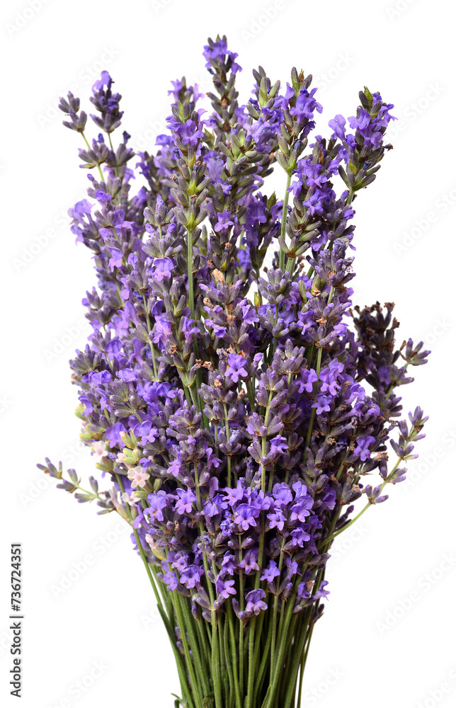 Fototapeta premium Bunch of lavender flowers isolated on a white background. Medical herbs. Floral bouquet, pattern, object. Flat lay, top view