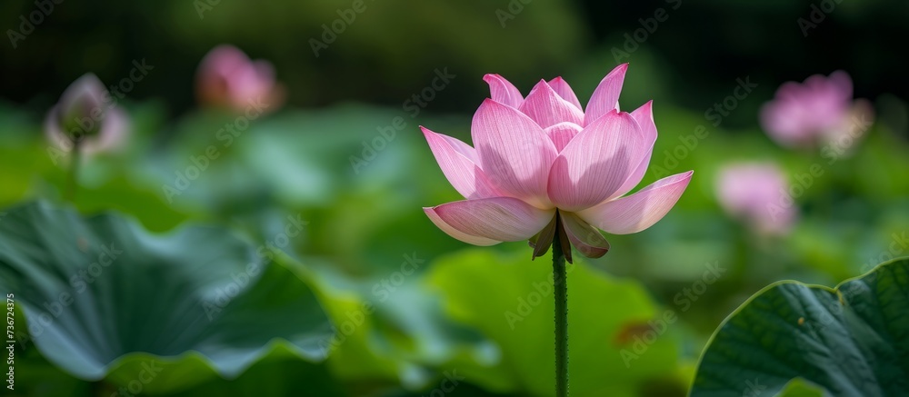 Fototapeta premium a pink lotus flower is surrounded by green leaves in a pond . High quality