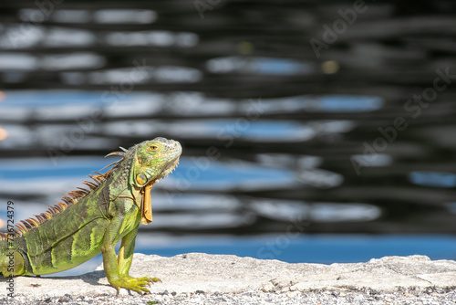 Iguana next to a pier at a South Florida marina photo