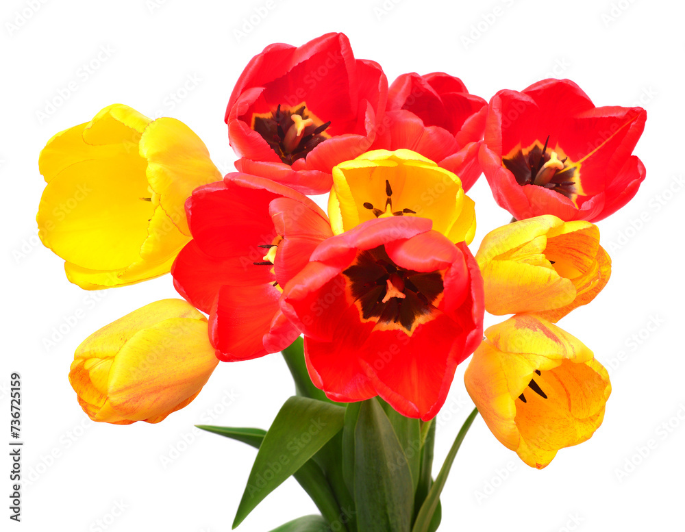 Bouquet yellow and red tulip flower isolated on white background. Beautiful composition for advertising and packaging design in the garden business. Flat lay, top view