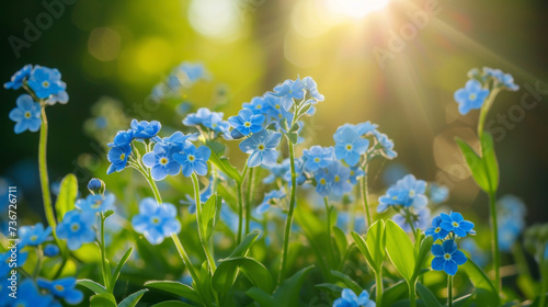 A row of delicate forgetmenots each tiny blue flower seeming to shine in the suns rays ping through their petals.