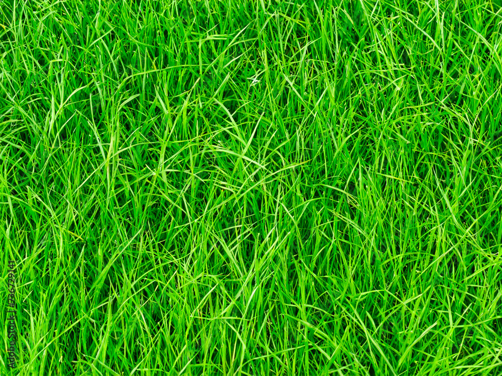 background from green grass texture pattern background from green grass texture pattern