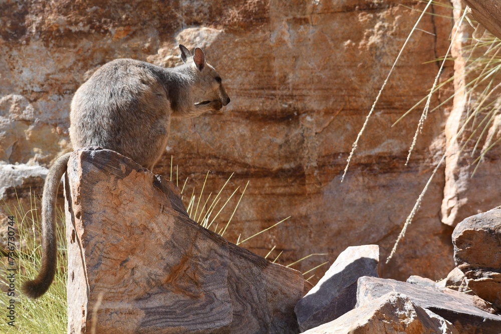 Αυτοκόλλητο A short-eared rock wallaby sits on some sandstone, beside a cliff in the Kimberley region, Western Australia