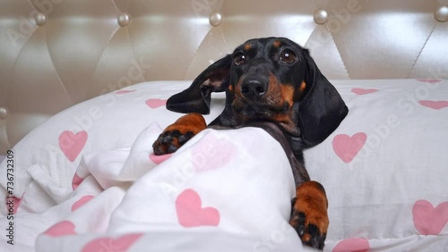 Confused little dachshund dog lies in cozy bed with hearts, looking around in confusion with lonely innocent look overexposure, nursery, comfortable bed for spoiled puppy Weak sick baby in bed resting