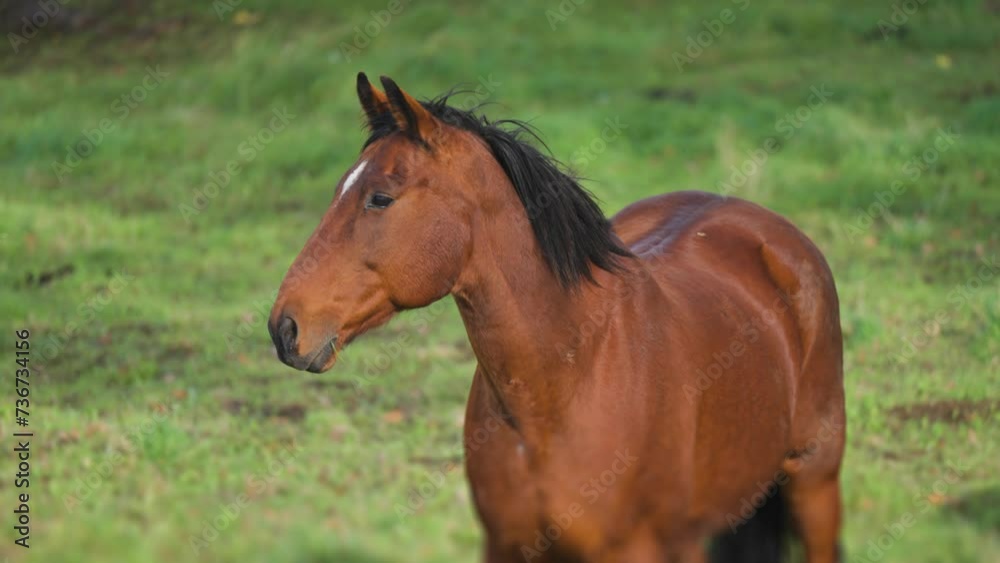 A portrait shot of a brown horse with a black mane and a white mark on the forehead stands in the green meadow. Slow-motion. A portrait shot of a brown horse with a black mane and a white mark on the forehead stands in the green meadow. Slow-motion.