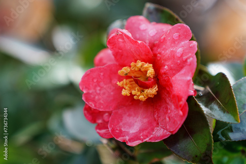 赤いサザンカの花の写真