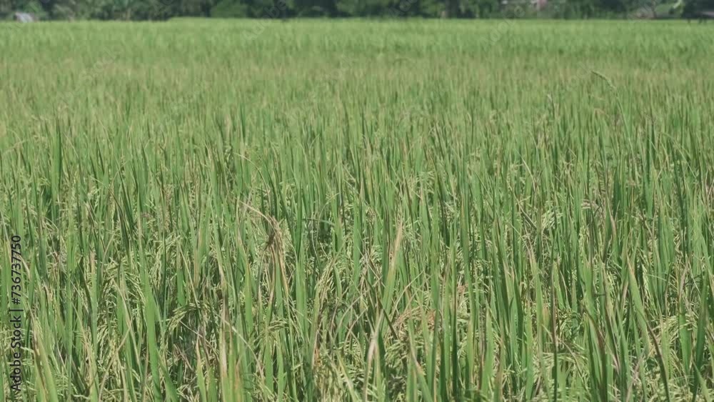 The beautiful green Asian rice fluttering by the wind in agriculture field plantation, abundant grain products for fresh organic foods, glow for harvest, cultivated land, natural background texture. The beautiful green Asian rice fluttering by the wind in agriculture field plantation, abundant grain products for fresh organic foods, glow for harvest, cultivated land, natural background texture.