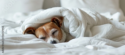 a small dog is sleeping under a white blanket on a bed . High quality © 2rogan