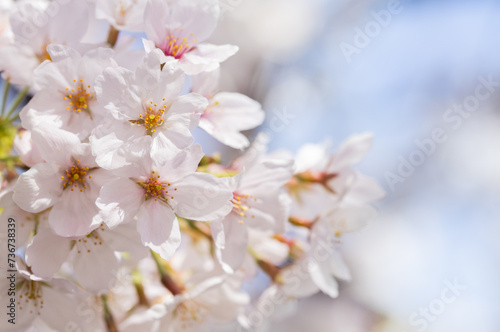 桜の花