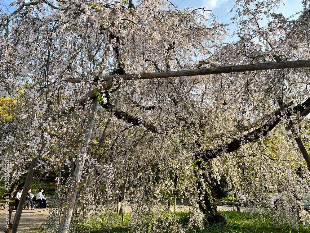 Fototapeta premium Sakura Season in Kyoto, Japan’s Ancient Capital
